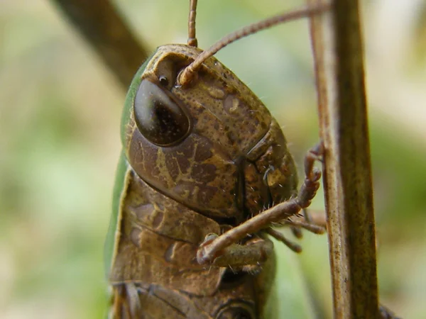 Grasshopper en la hierba verde — Foto de Stock