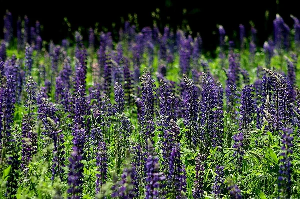 stock image Lavender field