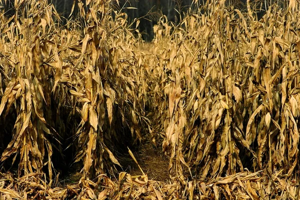 stock image Fall corn