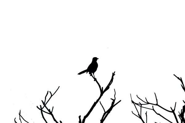 Silhouet vogel — Stockfoto
