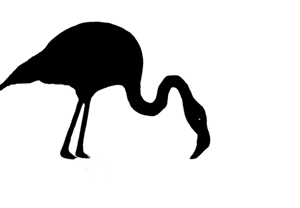 Silhouette flamingo — Stockfoto