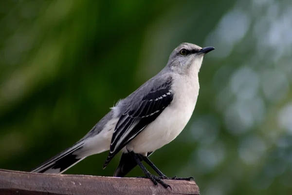 stock image Grey finch