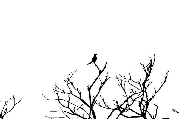 Silhouette fågel — Stockfoto