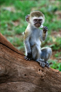 Vervet Monkey cub. clipart