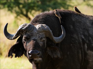 Portrait of a buffalo with a birdie. clipart