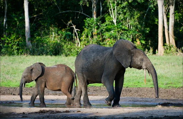 Éléphants de forêt d'Afrique . — Photo