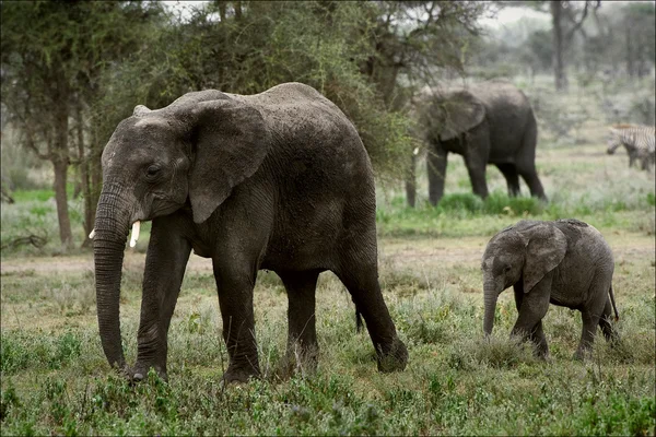 De familie van de Afrikaanse bush olifanten. — Stockfoto
