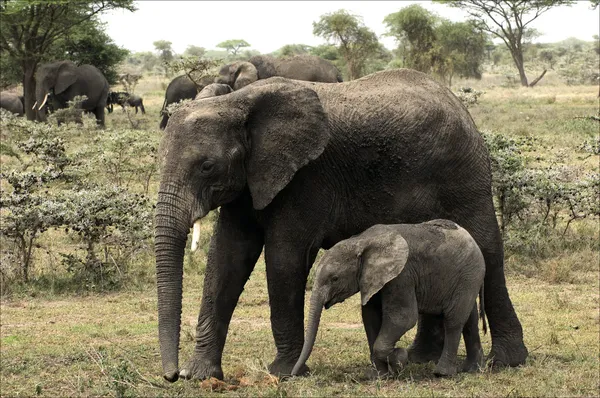 Słoń łydka z mamą - słoń krowa. — Zdjęcie stockowe