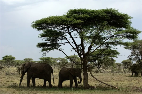 De olifant kalf met moeder in de schaduw van een acacia. — Stockfoto