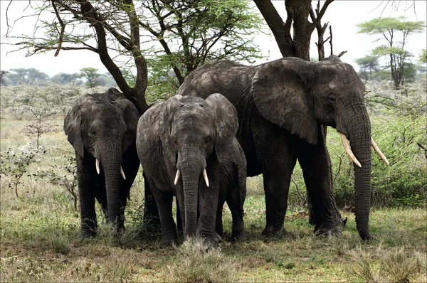 Ελέφαντες κάτω από ένα δέντρο. — Φωτογραφία Αρχείου