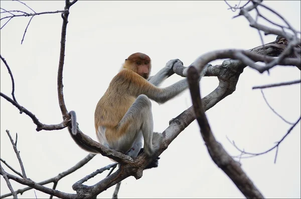 stock image Proboscis Monkey.