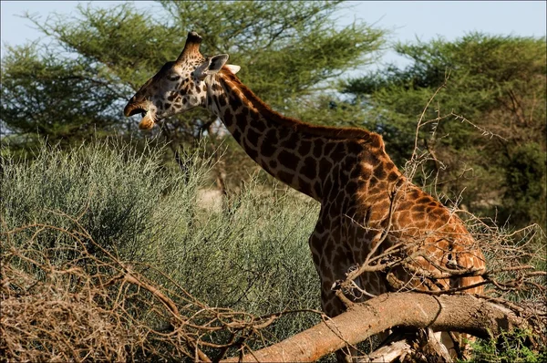 Жираф ест акацию. . — стоковое фото