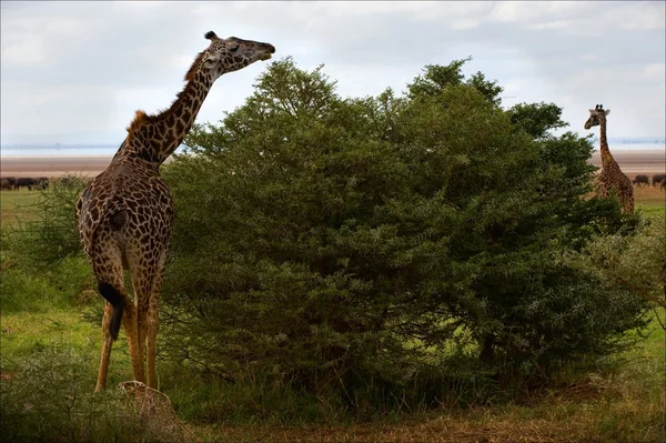Жираф ест акацию. . — стоковое фото