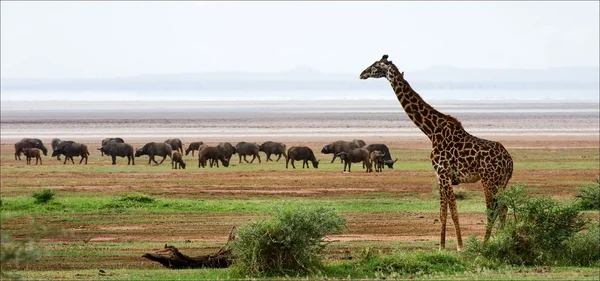 Žirafa a buvolů. — Stock fotografie