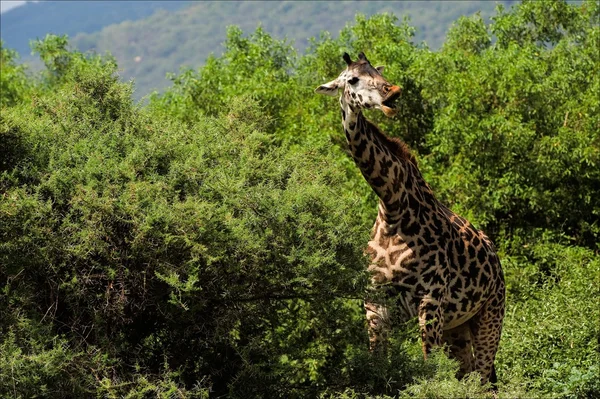 Żyrafa też zjada kłujące akacja. — Zdjęcie stockowe