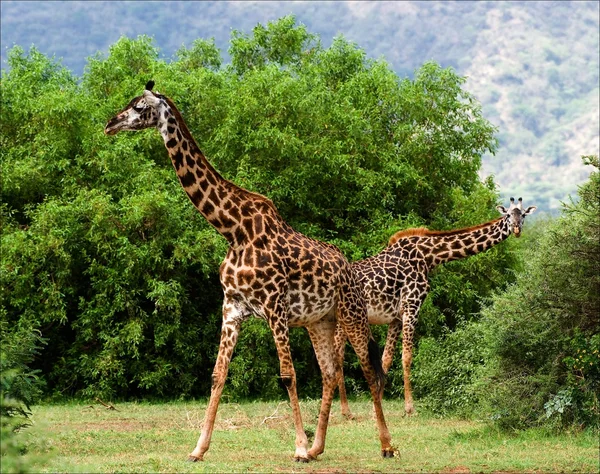 Dos jirafas son pastadas en los arbustos de acacia . —  Fotos de Stock
