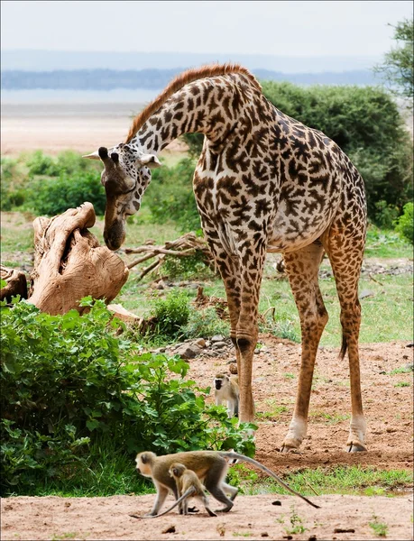 Giraff och apor. — Stockfoto