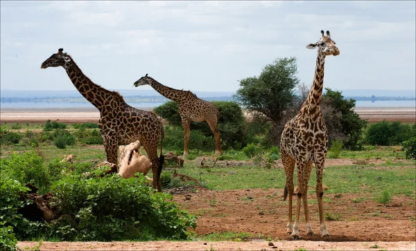 Tři žirafy. — Stock fotografie