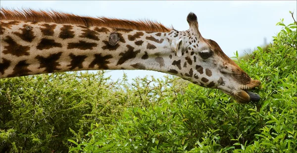 A girafa come . — Fotografia de Stock