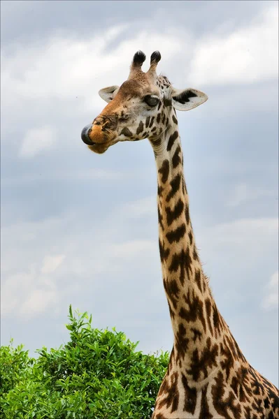 Retrato de uma girafa. — Fotografia de Stock