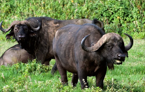 Buffalo s são pastos . — Fotografia de Stock