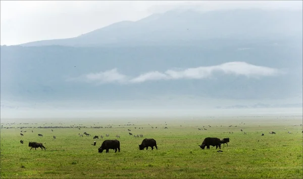 I bufali sono al pascolo . — Foto Stock