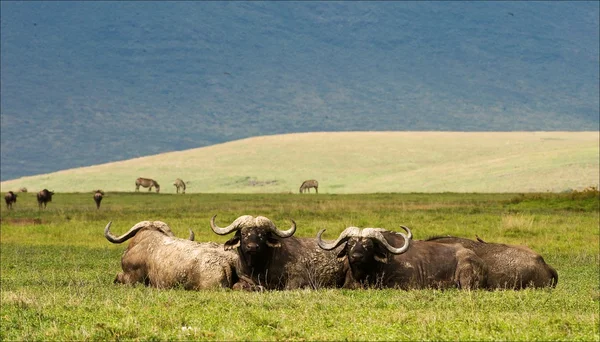 Buffalo s har en vila. — Stockfoto