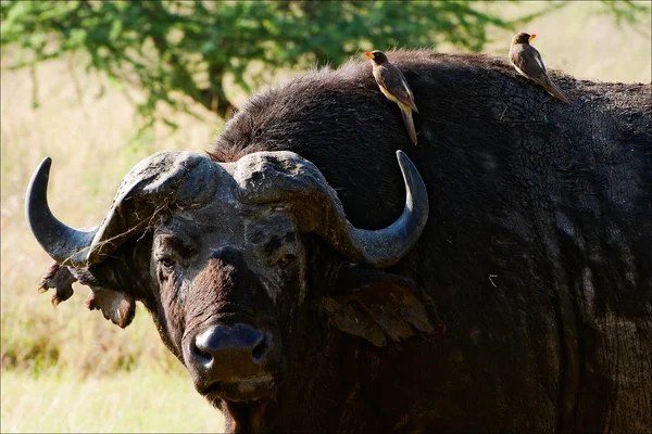 Bir buffalo bir kuş ile portresi. — Stok fotoğraf