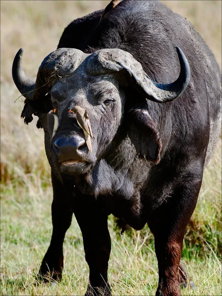 Porträtt av en buffel med en fåglar. 3 — Stockfoto