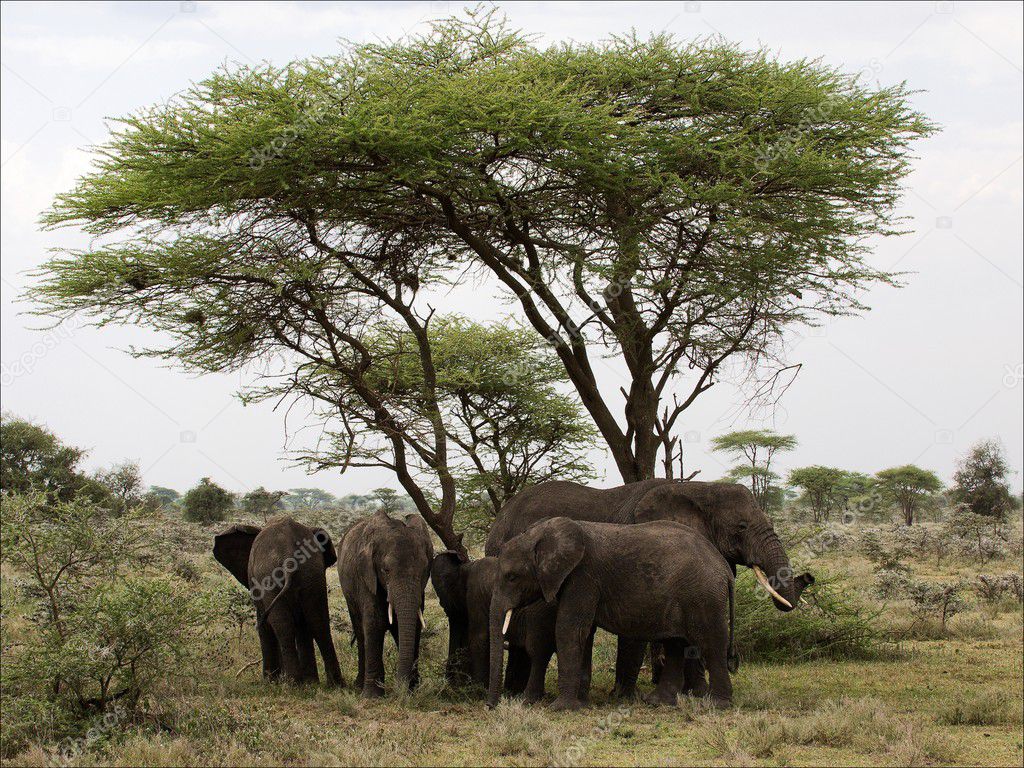 African Bush Elephants under an acacia.
