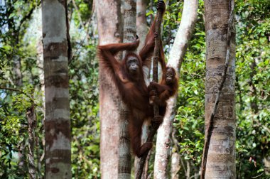 Çocuk erkek orangutanın ağaç.