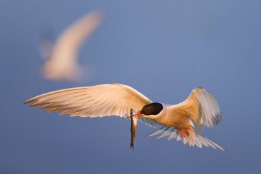 sumru ile küçük bir balık uçuş.