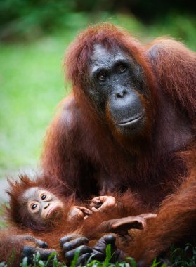 Female the orangutan with the cub. clipart