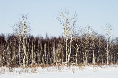 Birchwood kış.