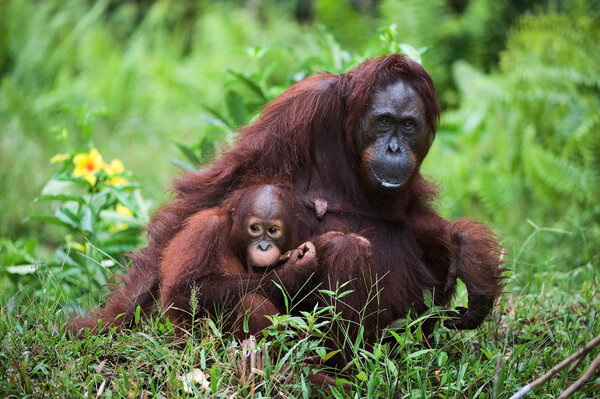 Female the orangutan with the kid on a grass.