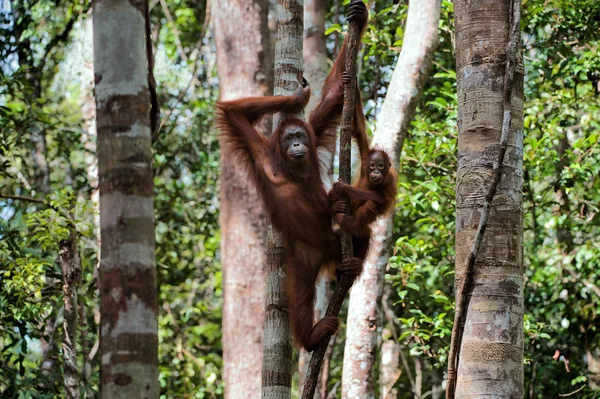 Vrouw met de jongen van de orang-oetan op een boom. — Stockfoto