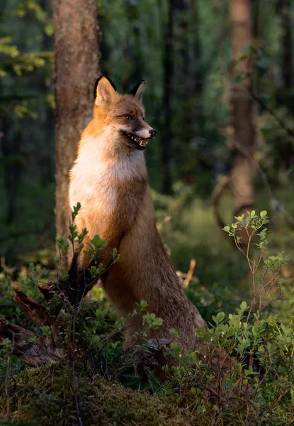 Der Fuchs. — Stockfoto