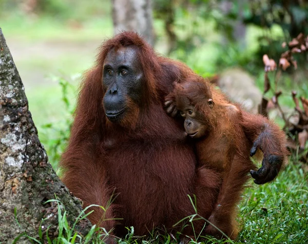 El orangután Mamá con un cachorro . —  Fotos de Stock