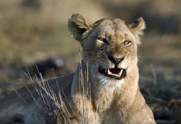 La leona está enojada. . —  Fotos de Stock