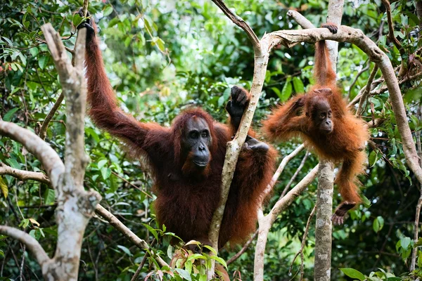 La hembra el orangután con el chiquitín en las ramas de los árboles — Foto de Stock