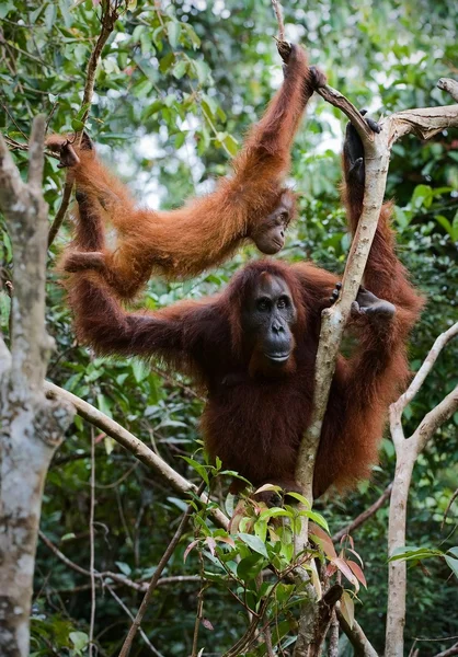 Orangutan e bambino tra rami di alberi. in rami di alberi . — Foto Stock