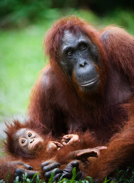 Самка орангутанга с детёнышем . — стоковое фото
