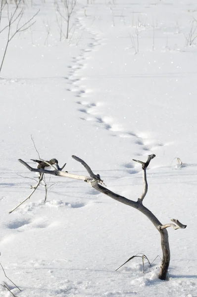 Gren på snö. — Stockfoto