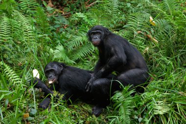 Bonobo love. clipart