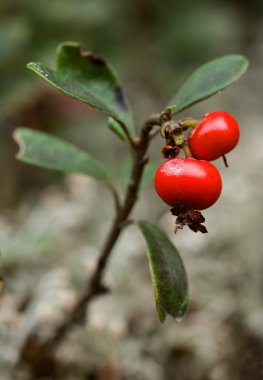 Bearberry. clipart