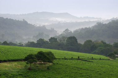 Bwindi çay tarlaları.