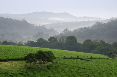 Bwindi tea plantations. clipart