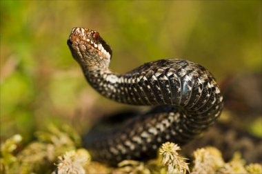 Snake in a menacing pose. clipart