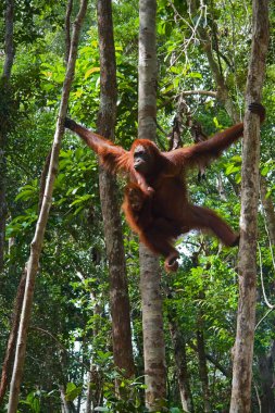 Female of the orangutan with a cub. clipart