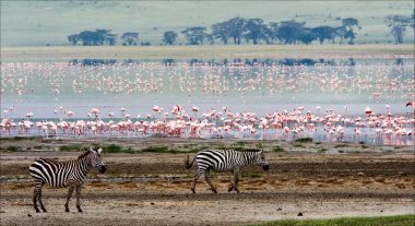 iki zebralar ve flamingo.